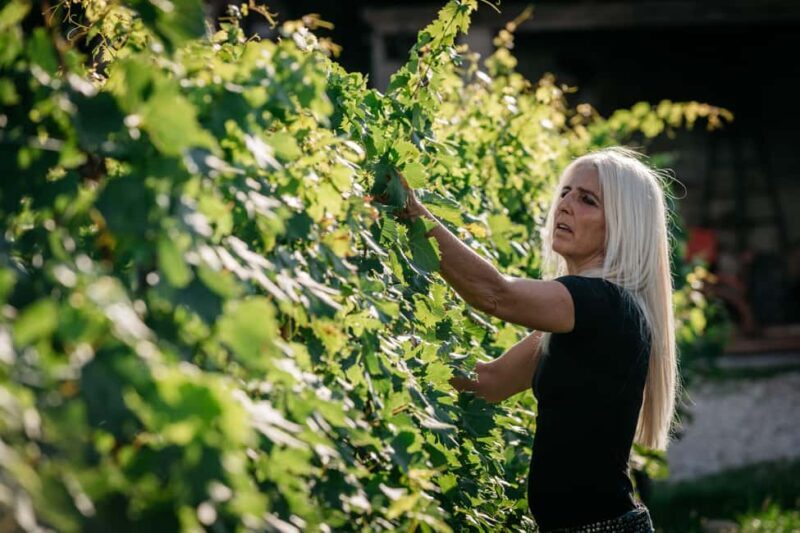 Lake Garda: Corvina Wine Tasting with Vineyard Walk - An In-Depth Look at Lake Gardas Corvina Wine Tasting Tour