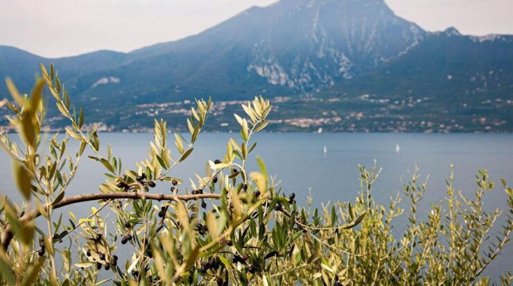 Lake Garda Nature, Cuisine, Culture and History. - Tour Overview