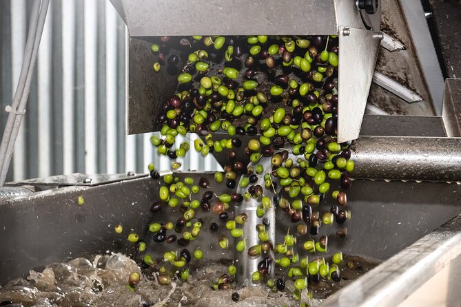Lake Garda Olive Oil Tour and Tasting Experience - Reviews Summary