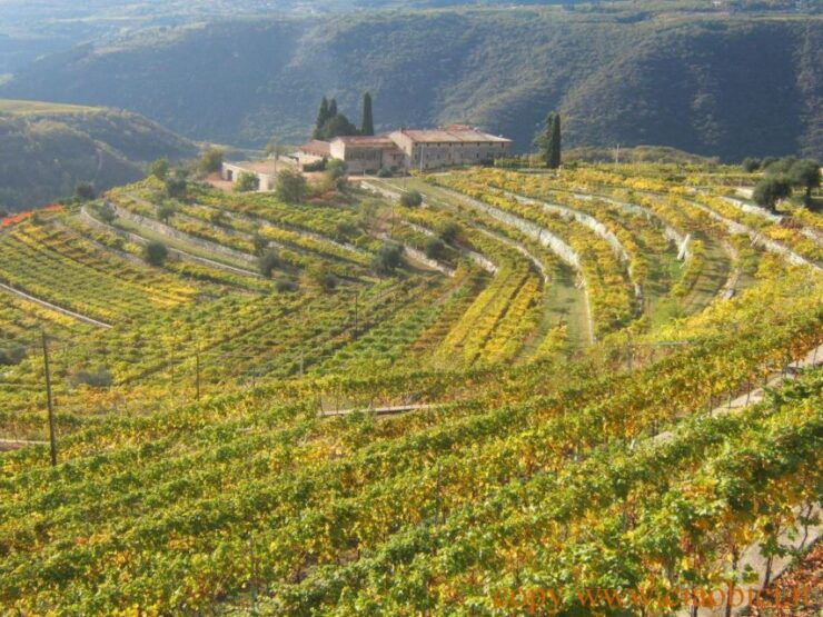 Lake Garda: Valpolicella Wine and Food Tour - Tour Details