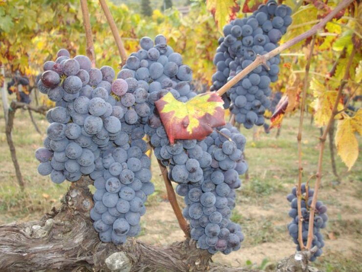 Lake Garda: Valpolicella Wine and Food Tour - Tour Highlights