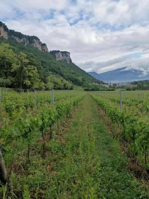 LAKE GARDA: VINEYARD AND WINERY TOUR - Good To Know