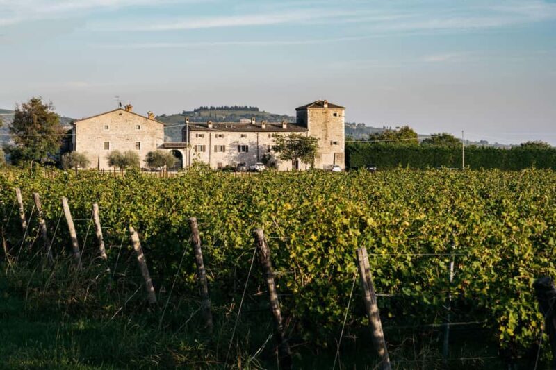LAKE GARDA: VINEYARD AND WINERY TOUR - An In-Depth Look at the Vineyard and Winery Tour