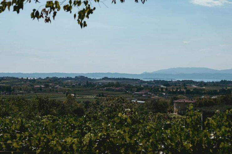 Lake Garda: Vineyard Tour and Tasting on the Hills - Good To Know