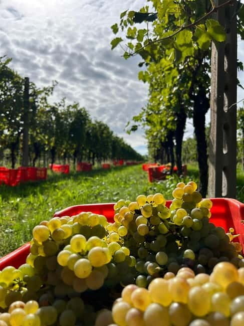 Lake Garda: Wine Tasting and Myths Tour with Local Snacks - An In-Depth Look at the Experience