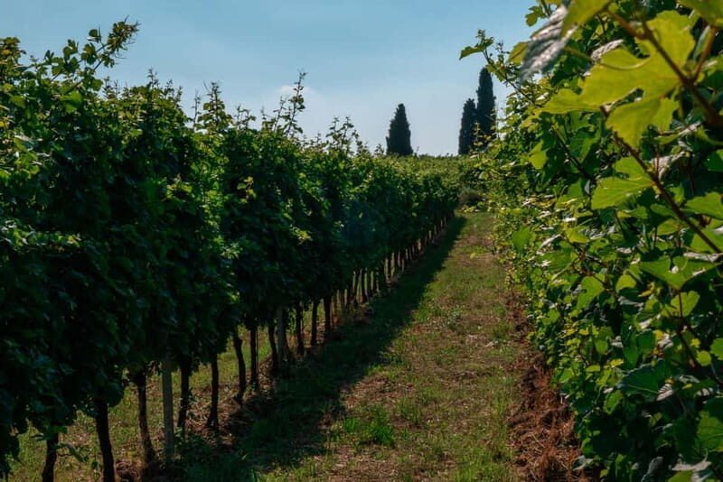 Lake Garda: Winery Tour & Wine Tasting with Local Delicacies - Final Thoughts