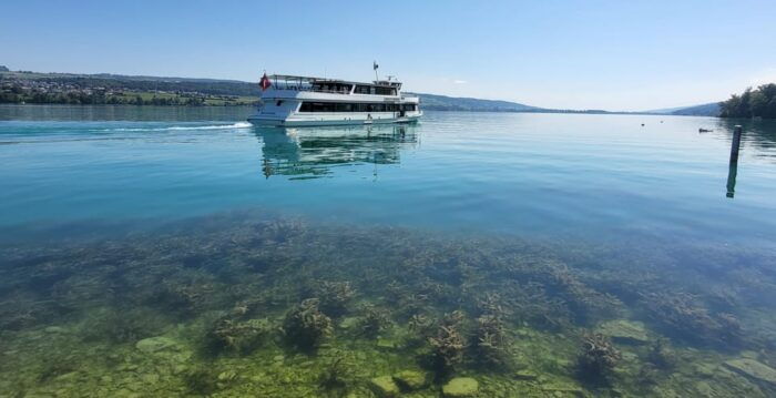 Lake Hallwil: Round Trip and 1-Day Ticket for Lake Hallwil - Dining and Amenities