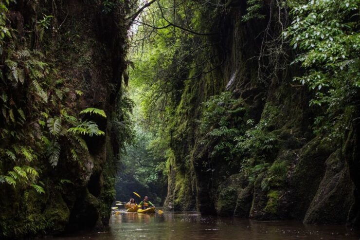 Lake Karapiro: Evening Kayak Glowworm Tour - Overview of the Evening Kayak Glowworm Tour