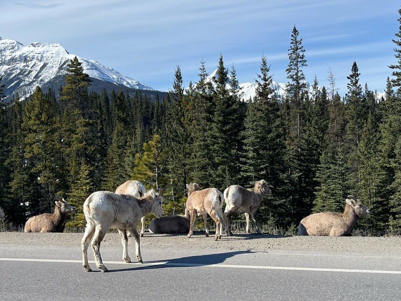 Lake Louise, Moraine/Johnston Canyon, Emerald Lake and Banff Town - The drive past the Three Sisters and Castle Mountain