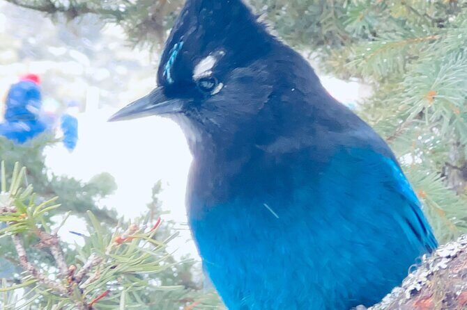 Lake Louise, Moraine Lake, Emerald Lake and Johnston Canyon Tour - Guides and Guest Experiences  