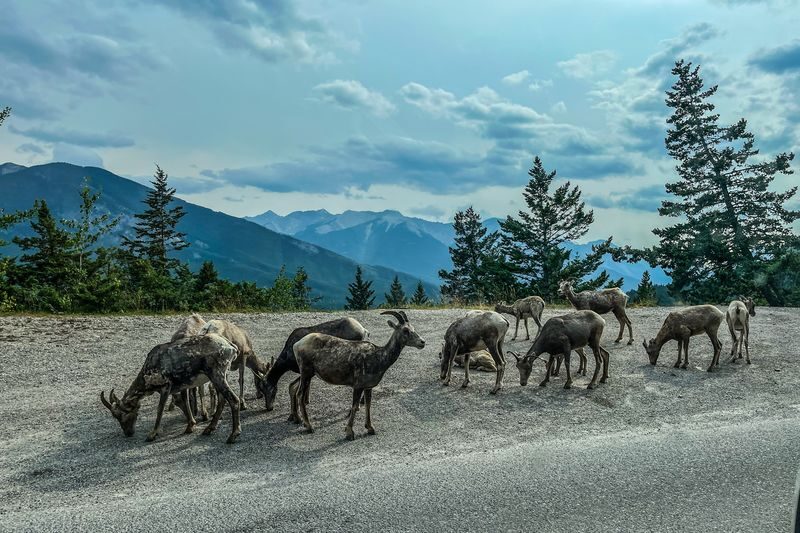 Lake Louise,Moraine Lake/Johnston Canyon and Banff Hot springs Tour - Should you book it?
