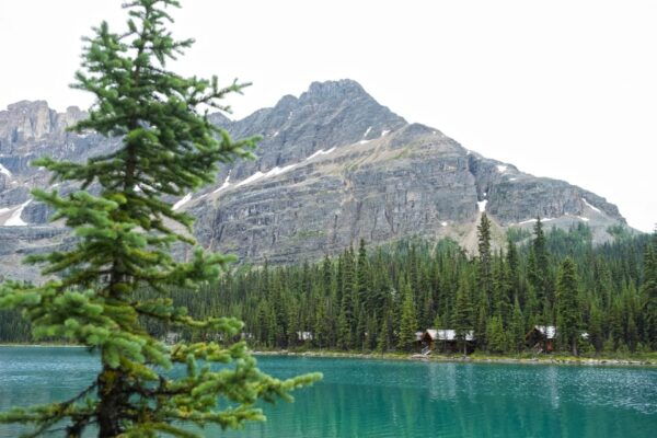 Lake Louise: Moraine & Louise Lake Half-Day Highlights Tour - Customer Rating and Feedback