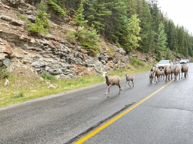 Lake Louise to Calgary Airport | Private Transfer - Eco-Conscious Approach