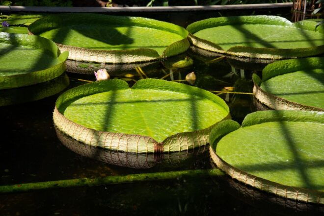 Lake Maggiore: Isola Madre, Lake Cruise, Villa Taranto - Frequently Asked Questions