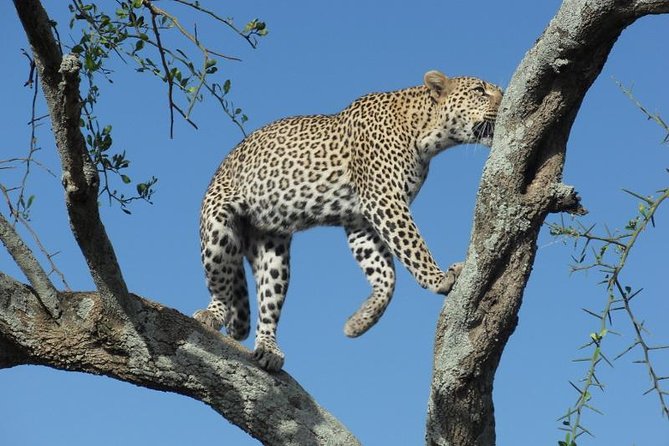 Lake Manyara Guided Day Tour From Arusha - Pricing and Inclusions