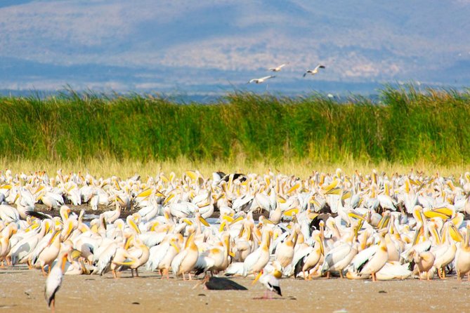 Lake Manyara Guided Day Tour From Arusha - Important Details