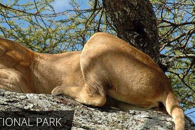 Lake Manyara National Park Full-Day Tour From Arusha - Directions