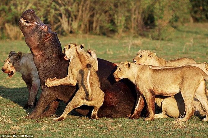 Lake Manyara National Park Full-Day Tour From Arusha - Additional Info