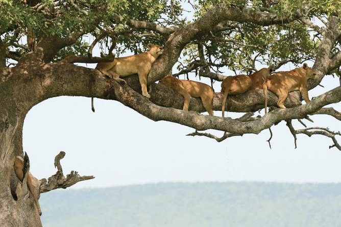 Lake Manyara National Park Guided Day Trip From Arusha - Inclusions and Exclusions