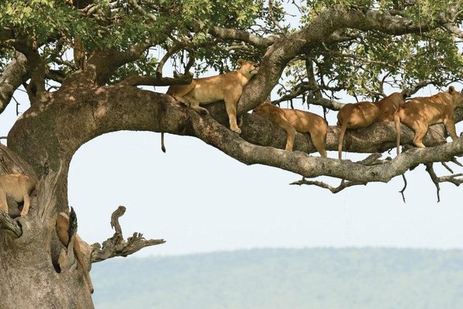 Lake Manyara National Park Guided Day Trip From Arusha - Additional Information