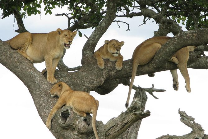 Lake Manyara National Park Guided Day Trip From Arusha - Final Thoughts