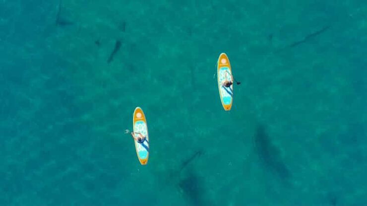 Lake Mead: Paddle Board (Sup) Rentals Near Las Vegas - Activity Details