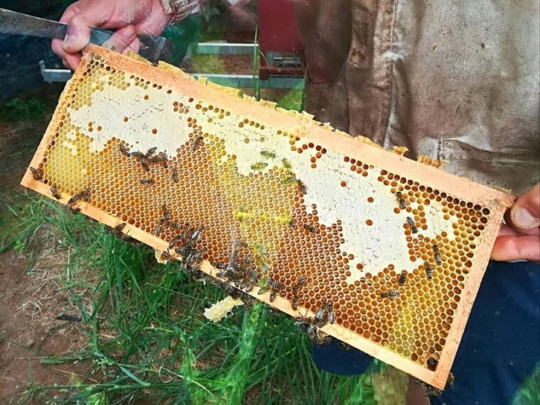 Lake Molveno Honey and Liqueur Tastings - Guided Tour of the Bee-Keeping Farm