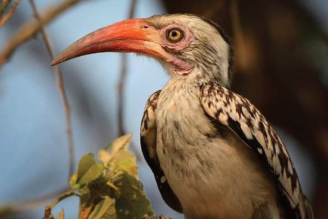 Lake Naivasha & Crescent Island Day Trip. - Transportation Details