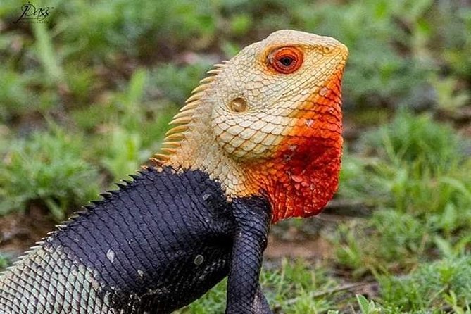 Lake Naivasha & Crescent Island Day Trip. - Experiences Included