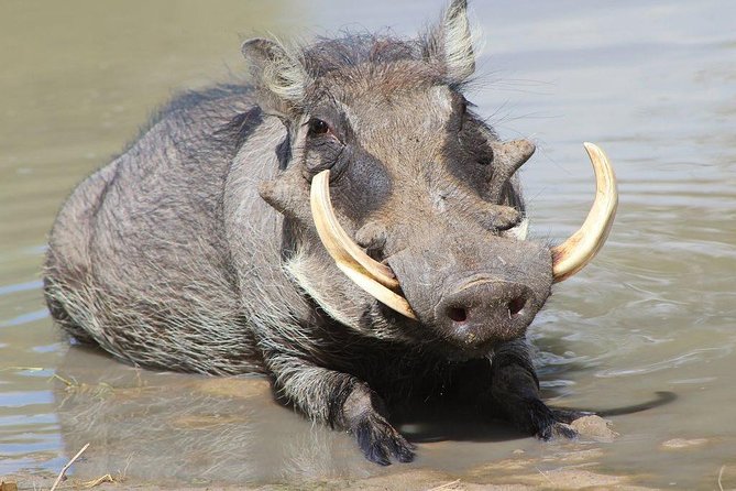 Lake Naivasha & Crescent Island Day Trip. - The Sum Up