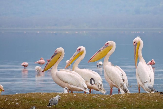 Lake Nakuru Day Tour From Nairobi - The Sum Up