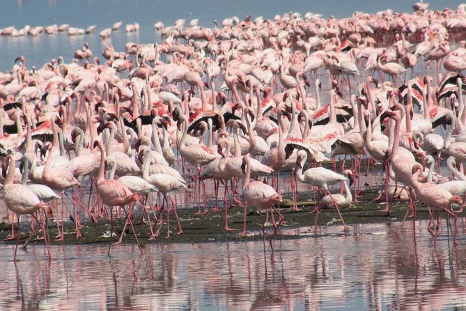 Lake Nakuru Day Trip - Meeting and Pickup