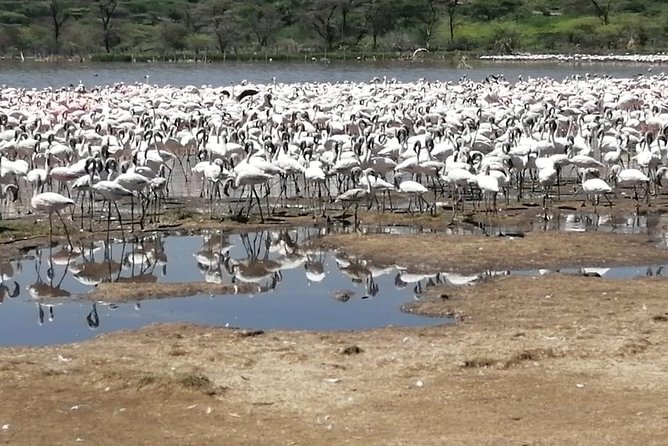 Lake Nakuru Day Trip - What To Expect