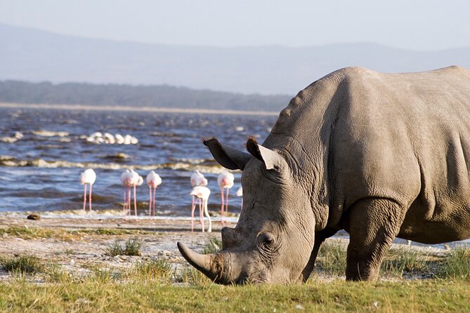 Lake Nakuru Day Trip From Nairobi - Wildlife Viewing at the Park