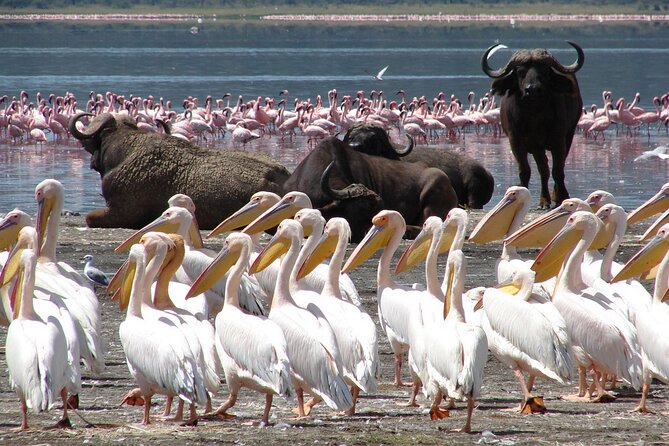 Lake Nakuru Day Trip From Nairobi - Return Journey to Nairobi