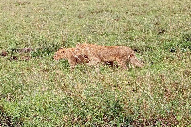 Lake Nakuru National Park; Admission Ticket - Pricing and Reviews