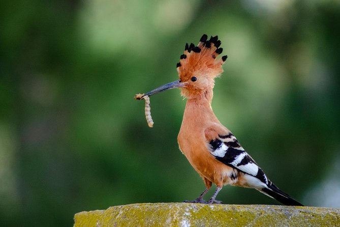 Lake Nakuru National Park Day Tour From Nairobi - Good To Know