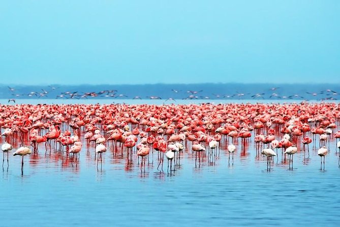 Lake Nakuru National Park Day Tour From Nairobi - Meeting and Drop-off Points