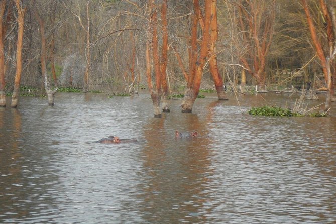 Lake Nakuru National Park Day Tour Via Lake Naivasha - Customer Reviews