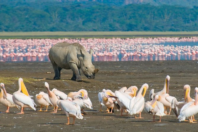 Lake Nakuru National Park: Day Trip From Nairobi - Good To Know