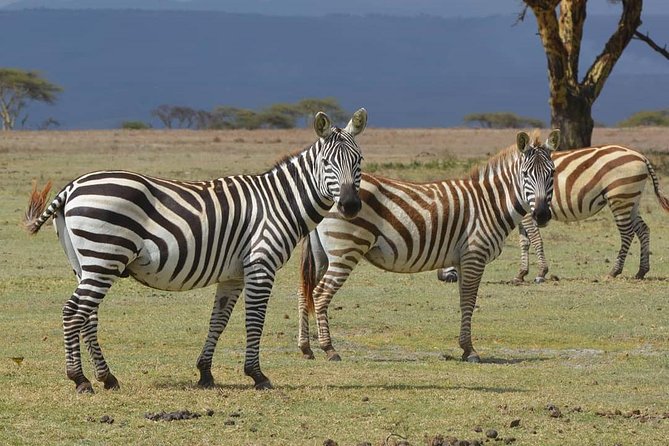 Lake Nakuru National Park: Day Trip From Nairobi - Reviews and Testimonials