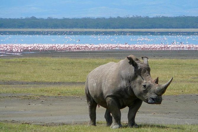 Lake Nakuru National Park: Day Trip From Nairobi - Tour Details and Itinerary