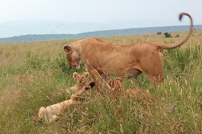 Lake Nakuru National Park Express Day Trip - Reviews and Ratings