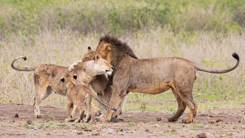 Lake Nakuru Safari and Lake Naivasha Boat Ride from Nairobi - The day at a glance