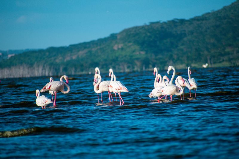 Lake Nakuru Safari and Lake Naivasha Boat Ride from Nairobi - Leaving Nairobi before the day warms up