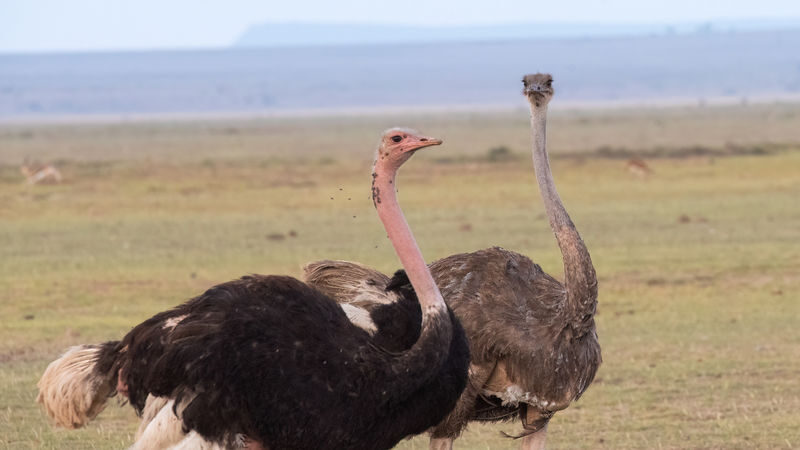 Lake Nakuru Safari and Lake Naivasha Boat Ride from Nairobi - A quieter hour on Lake Naivasha