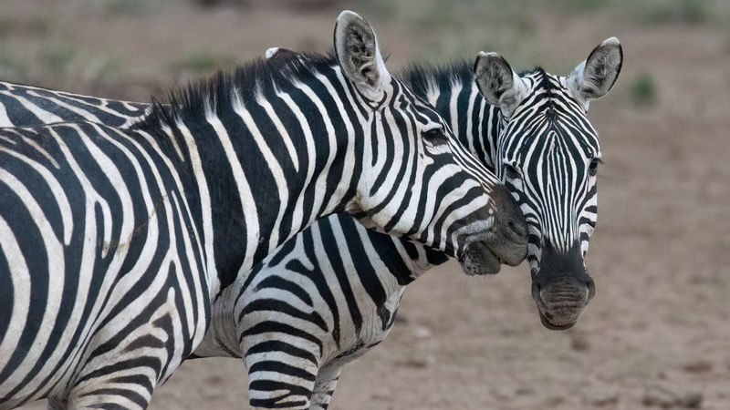 Lake Nakuru Safari and Lake Naivasha Boat Ride from Nairobi - What the price really covers