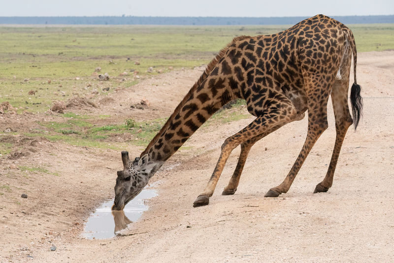 Lake Nakuru Safari and Lake Naivasha Boat Ride from Nairobi - Who will get the most from this route
