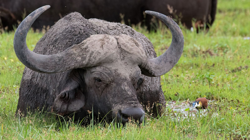 Lake Nakuru Safari and Lake Naivasha Boat Ride from Nairobi - Should you book this Nakuru and Naivasha day trip?