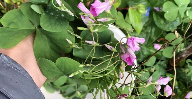 Lake Nemi: Herbs of the Moon Sensory Farm Visit - Location and Directions to Lake Nemi